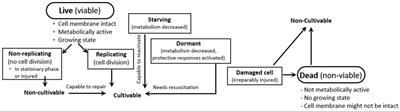 Fermented foods: a perspective on their role in delivering biotics